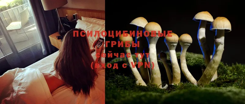 KRAKEN вход  Камбарка  Галлюциногенные грибы Psilocybe  сколько стоит 